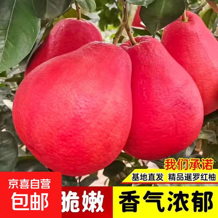 庭院种植新宠 这些柚子树苗让你轻松实现水果自由