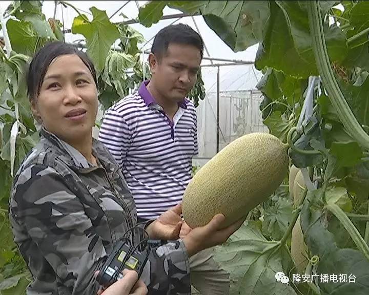 香飘天下俏销四方 那桐哈密瓜成致富金瓜